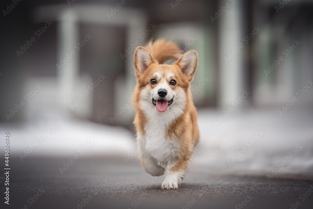 Funny female pembroke welsh corgi running on clean asphalt against the background of an old snow-covered wooden building Funny female pembroke welsh corgi running on clean asphalt against the background of an old snow-covered wooden building