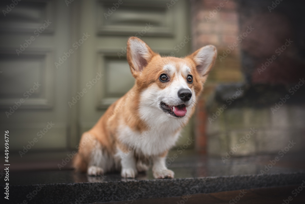 Funny female pembroke welsh corgi sitting on a wet tile against the background of an old green wooden door and looking away Funny female pembroke welsh corgi sitting on a wet tile against the background of an old green wooden door and looking away