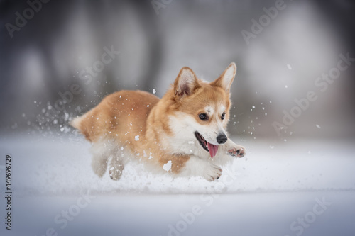 Funny female welsh corgi pembroke running through deep snowdrifts scattering snow around herself against the backdrop of a frosty winter landscape