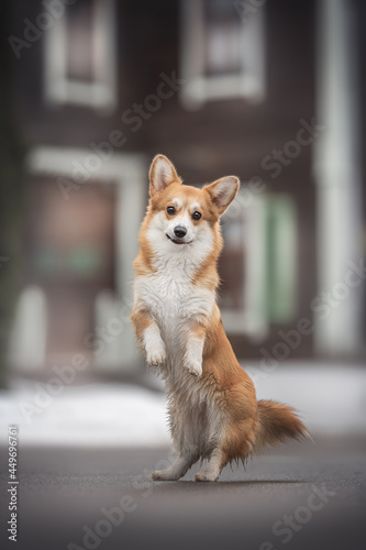 Funny female pembroke welsh corgi dancing on her hind legs on clean asphalt against the background of an old snow-covered wooden building