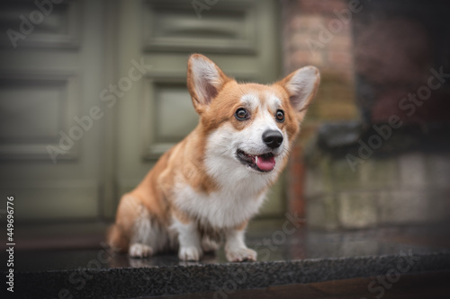 Funny female pembroke welsh corgi sitting on a wet tile against the background of an old green wooden door and looking away