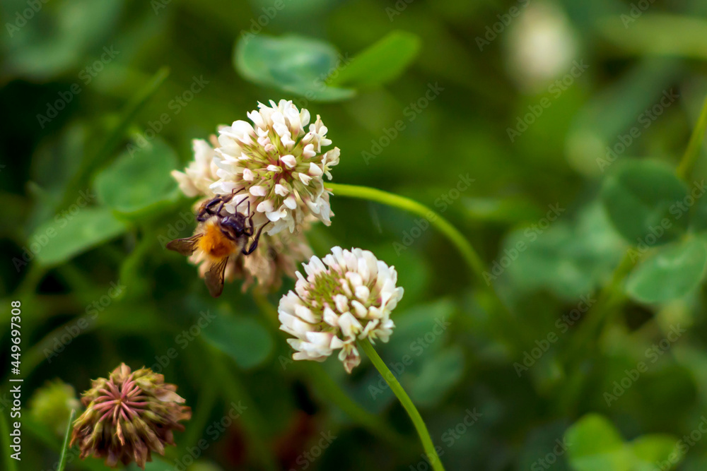 Bumblebee collects pollen from yellow flowers and clover in summer day. Bumblebee collects pollen from yellow flowers and clover in summer day.