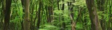 Veluwe national park, the Netherlands. Mighty deciduous beech trees, tree trunks, green leaves. Dark forest. Picturesque panoramic scenery. Nature, ecology, environment, ecotourism, seasons, spring