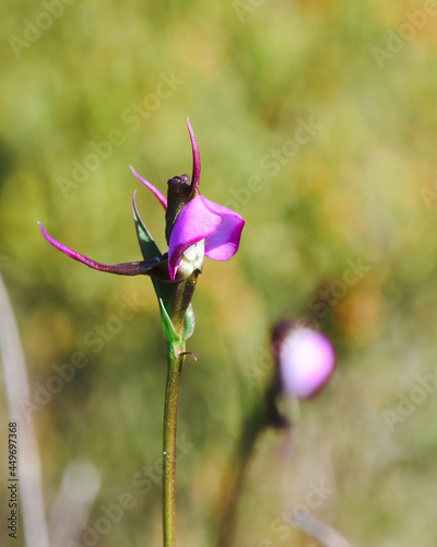 Dipseris capensis Orchid in Fynbos of Silvermine Nature reserve, Cape Town