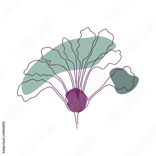drawn by solid line half of purple kohlrabi with green leaves on a background of abstract spots of green and purple flowers on a white background