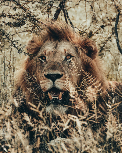 Lion, Kruger National Park.