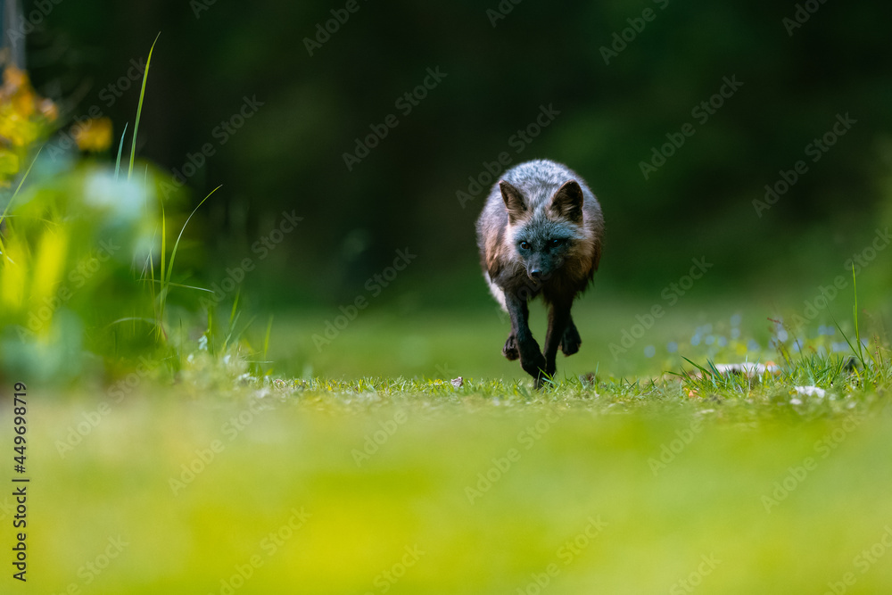 Common fox (Vulpes vulpes) running fast against photographer on green grass in forest. Common fox (Vulpes vulpes) running fast against photographer on green grass in forest.