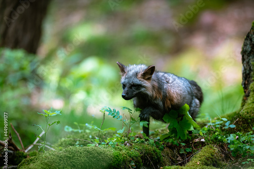 Black fox  Vulpes vulpes  walking in the woods in the grass and looking for food. Hunting and lurking for prey.