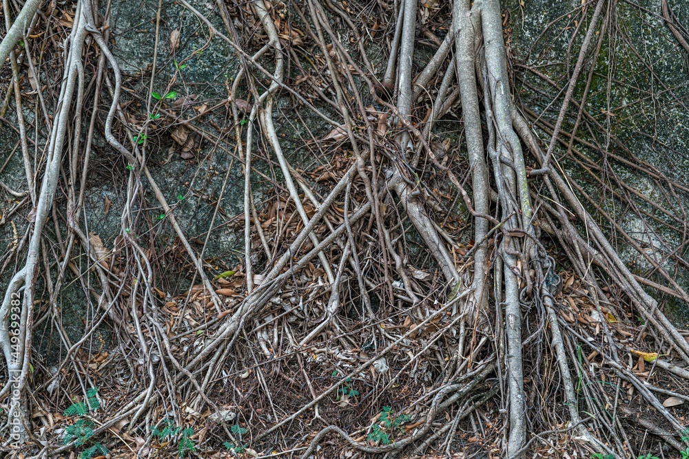 Root of tree - thin and orderless - Chung Hom Kok Park - Hong Kong Root of tree - thin and orderless - Chung Hom Kok Park - Hong Kong