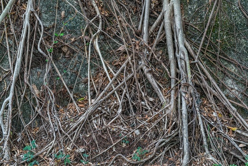 Root of tree - thin and orderless - Chung Hom Kok Park - Hong Kong