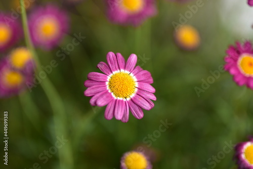 Blüte einer gelb-lila Gartenblume vor grünem Hintergrund mit weiteren gelb-lila Gartenblumen © Christoph