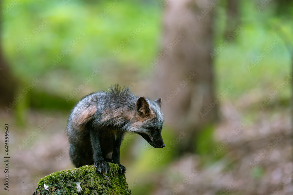 The red fox (Vulpes vulpes) standing on a stump in the forest and looking around, looking for food. Fox with black fur.