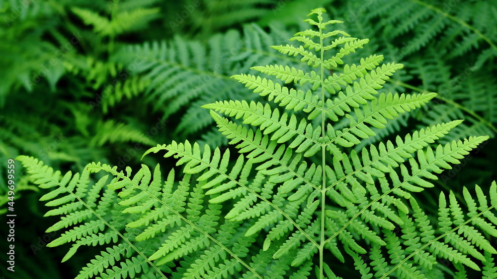 liść paproci, paproć, fern leaf liść paproci, paproć, fern leaf