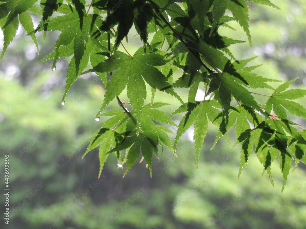 Fototapeta premium 紅葉 雨