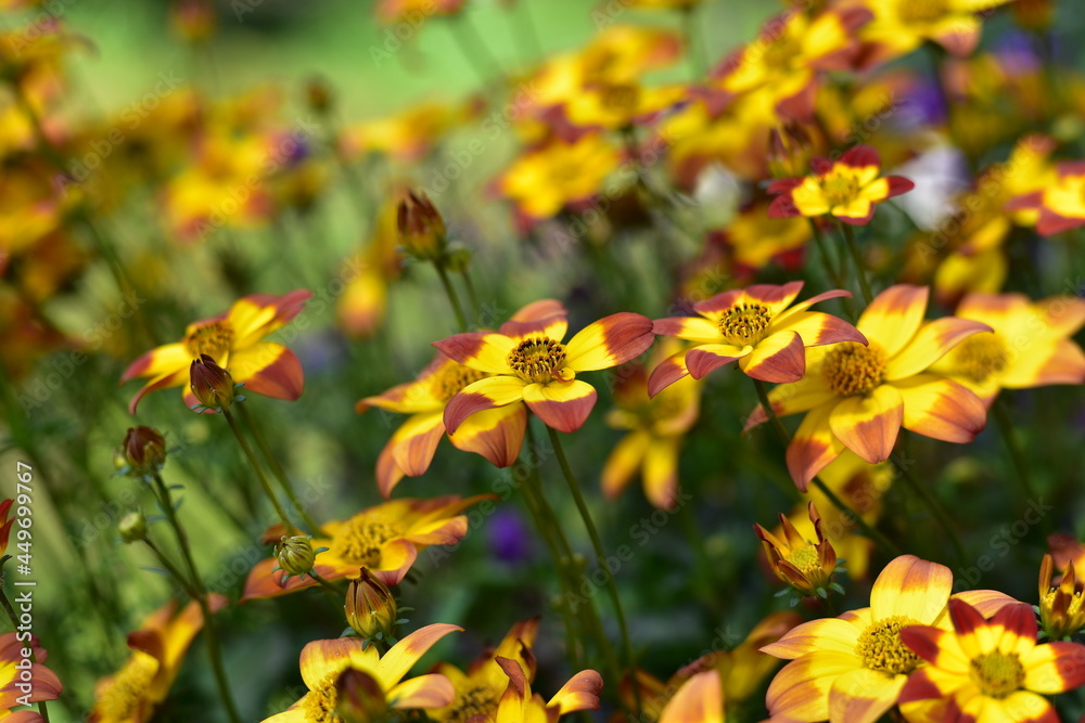 Gelb-weinrote Blume vor einem Meer weiterer gelb-weinroter Blumen Gelb-weinrote Blume vor einem Meer weiterer gelb-weinroter Blumen