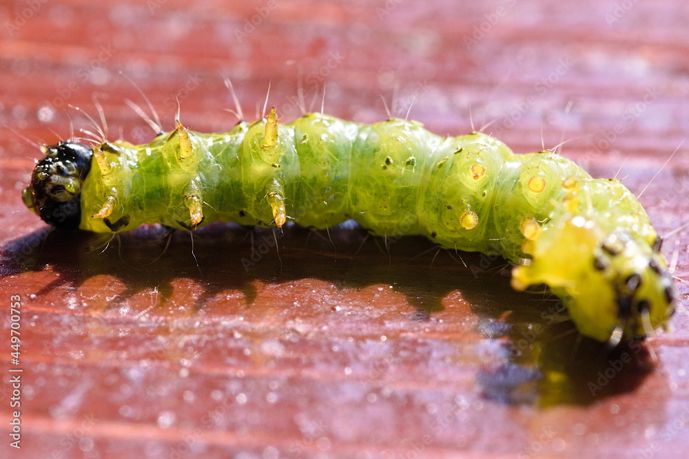 Legs Of The Caterpillar The Box Tree Moth Lying On The Board legs-of-the-caterpillar-the-box-tree-moth-lying-on-the-board