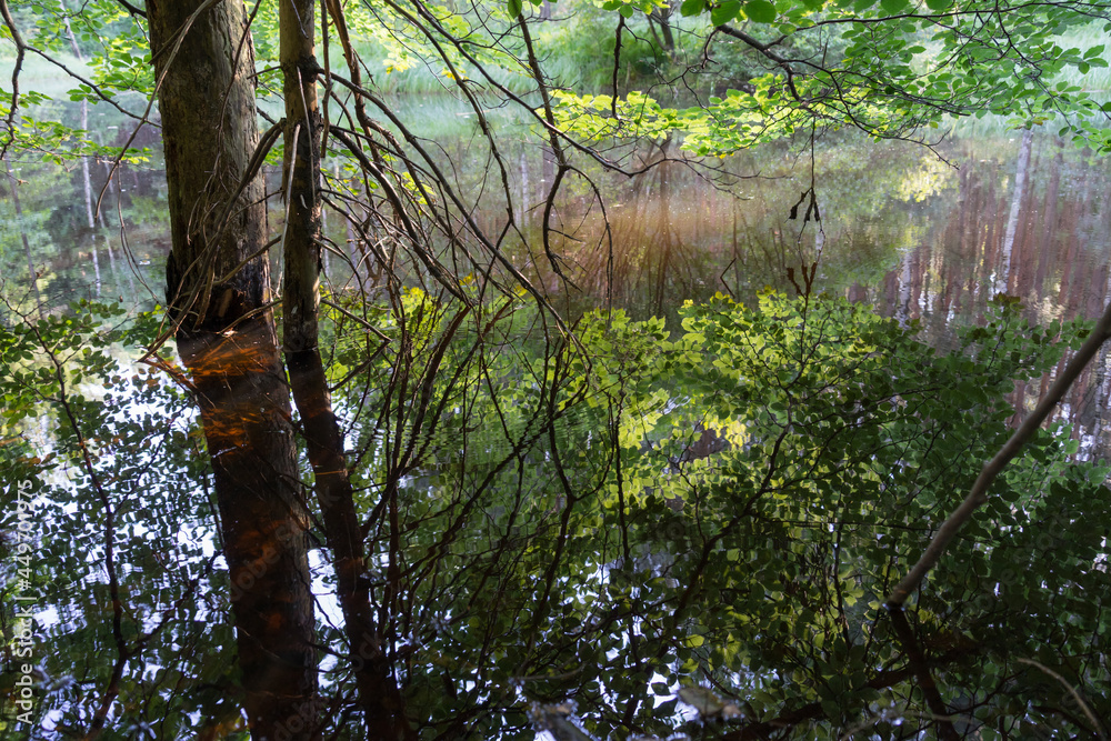 Naklejka premium summer reflection of fresh green beech leaves and warm sunlight in calm water 