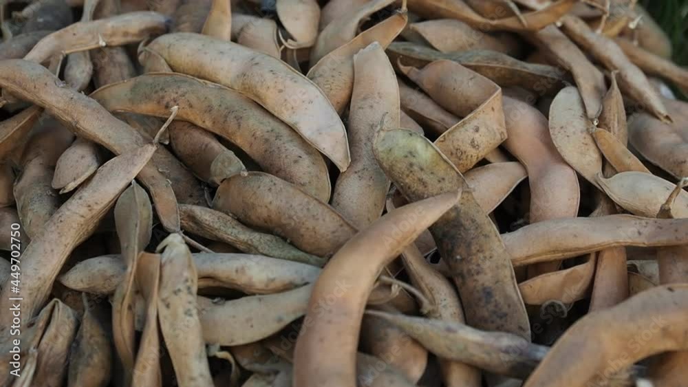 Harvested ripe pods of kidney bean on heap in HD VIDEO. Pile of dry raw pods of haricot plant (Phaseolus vulgaris) as natural background. Organic farming, healthy food, BIO viands, back to nature. Harvested ripe pods of kidney bean on heap in HD VIDEO. Pile of dry raw pods of haricot plant (Phaseolus vulgaris) as natural background. Organic farming, healthy food, BIO viands, back to nature.
