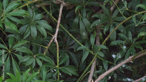 This video shows an Exclamatory Paradise Whydah (Vidua interjecta) long tailed tropical bird flying off a canopy in slow motion. photo