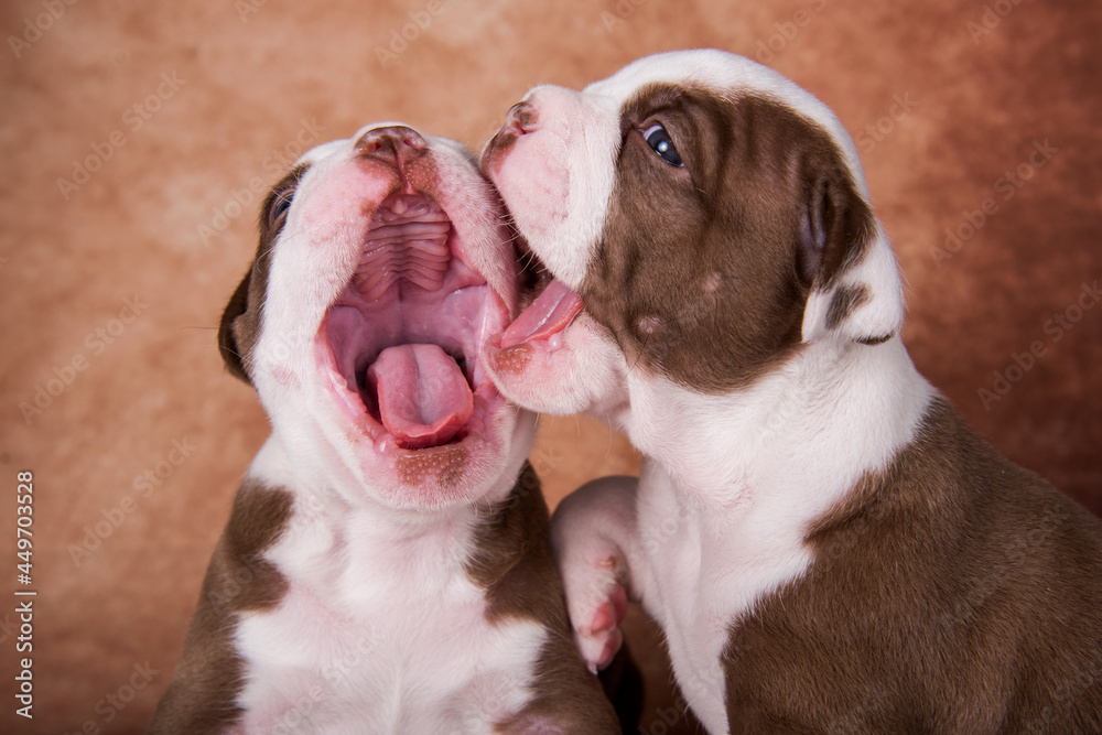 Two funny American Bullies puppies on brown background