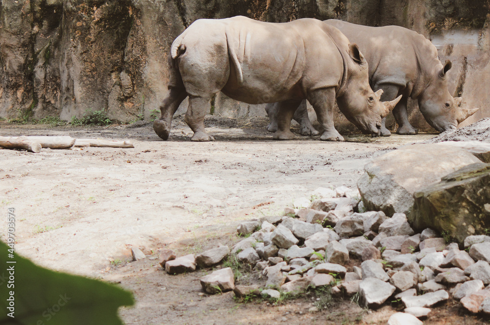 Fototapeta premium rhino in the zoo
