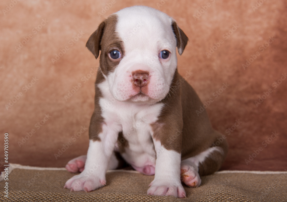 Funny American Bullies puppy on brown background