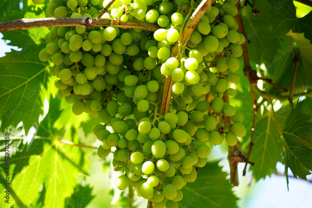 grapes on the vine grapes on the vine