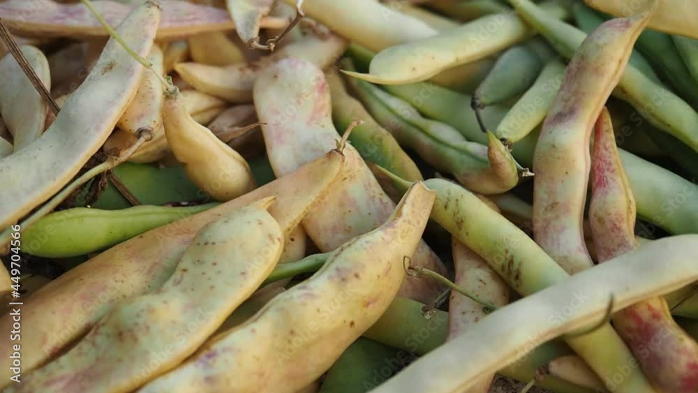 Harvested ripe pods of kidney bean on heap in HD VIDEO. Pile of fresh raw pods of haricot plant (Phaseolus vulgaris) as natural background. Organic farming, healthy food, BIO viands, back to nature. Harvested ripe pods of kidney bean on heap in HD VIDEO. Pile of fresh raw pods of haricot plant (Phaseolus vulgaris) as natural background. Organic farming, healthy food, BIO viands, back to nature.