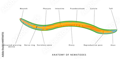Internal anatomy of a nematode. Pseudocoel – Mesoderm muscle lined ectoderm Complete digestive tract Organs are within pseudocoel Syncytial. Zoology. Animal morphology photo