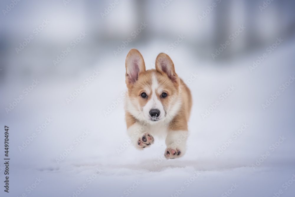 Cute red and white welsh corgi pembroke puppy running on snow-covered tiles against the backdrop of a frosty winter landscape
