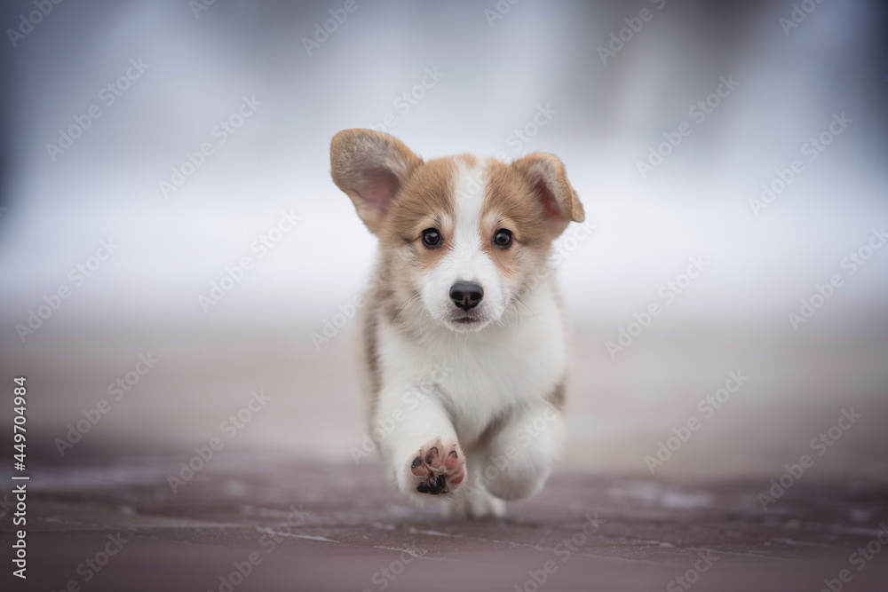 Cute sable welsh corgi pembroke puppy running on snow-covered tiles against the backdrop of a frosty winter landscape