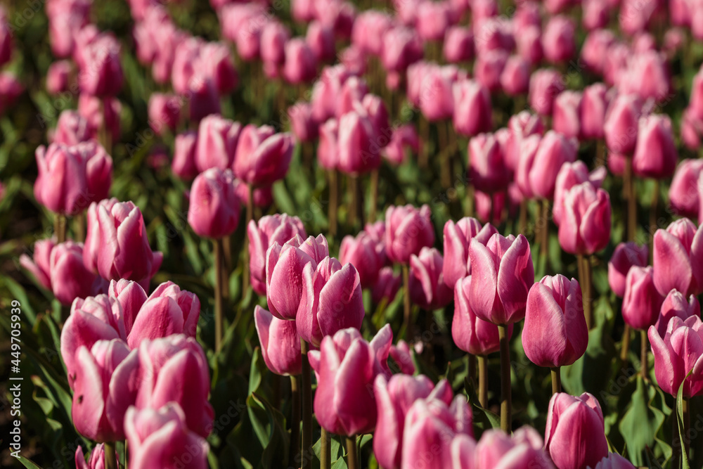Spring background with pink tulips flowers. beautiful blossom tulips field. spring time. banner, copy space Spring background with pink tulips flowers. beautiful blossom tulips field. spring time. banner, copy space