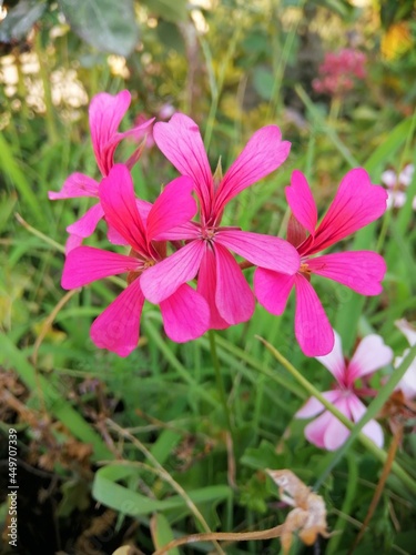 Fototapeta Naklejka Na Ścianę i Meble -  pink flower in the garden