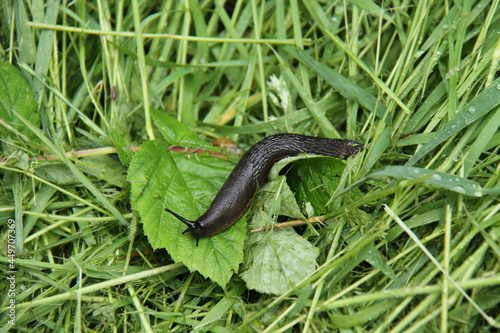 A Black Garden Slug Crawling Over a Green Leaf.
