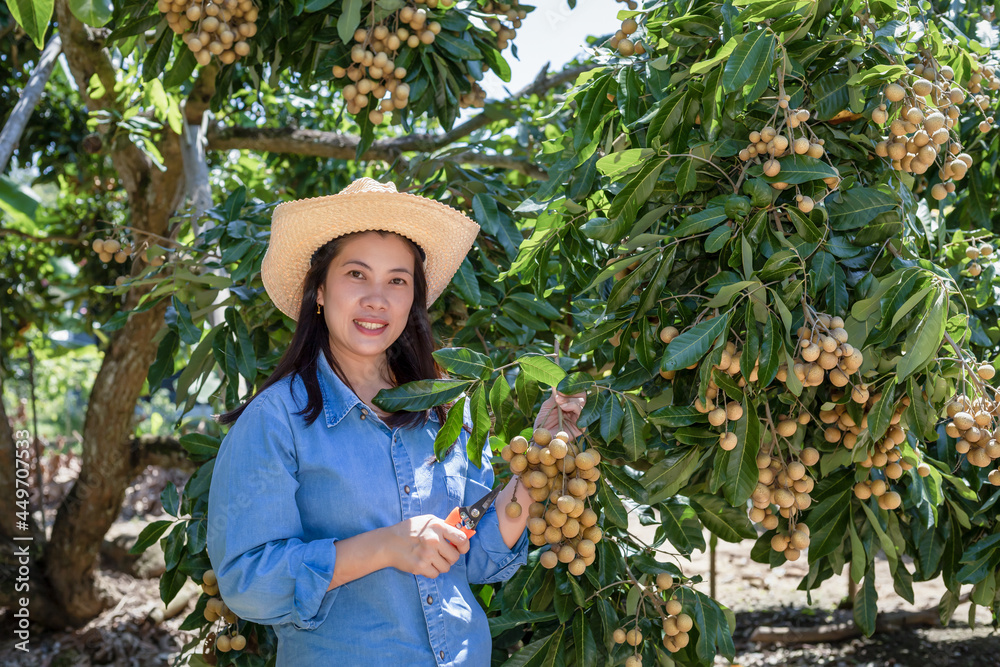 Female farmer holding longan produce From organic longan orchard, organic farming concept.