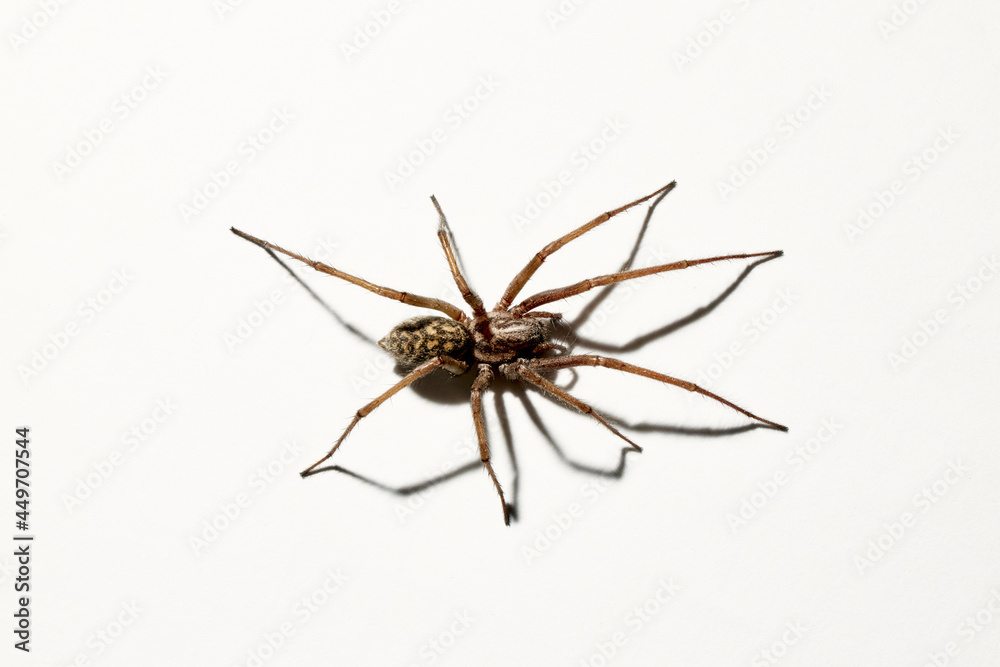 Predatory spider isolated on white background. Tegenaria agrestis. Large representative of the domestic arachnid. Fear or spider phobia. 8 legs. Close-up. Copy space. Studio photo. Flower shape art Predatory spider isolated on white background. Tegenaria agrestis. Large representative of the domestic arachnid. Fear or spider phobia. 8 legs. Close-up. Copy space. Studio photo. Flower shape art