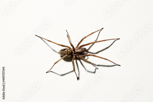 Predatory spider isolated on white background. Tegenaria agrestis. Large representative of the domestic arachnid. Fear or spider phobia. 8 legs. Close-up. Copy space. Studio photo. Flower shape art