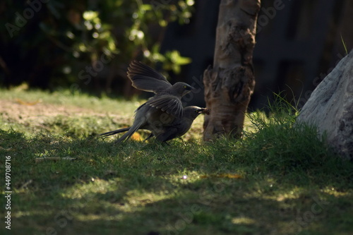 Jungle Babbler 