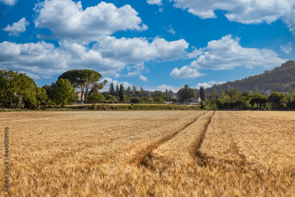 Relaxation in wonderful summer autumn landscape with golden ripening wheat field, blue cloudy sky, sun beautiful sunlight. idyllic agriculture nature landscape, south France, Provence scenic