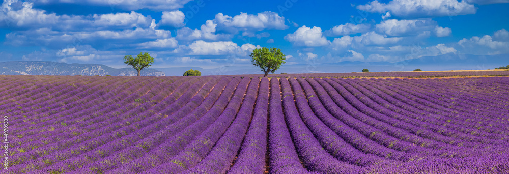 Nature landscape view. Wonderful scenery, amazing summer landscape of blooming lavender flowers, peaceful sunny scenic, agriculture. Beautiful nature inspiration background. France Provence, Valensole