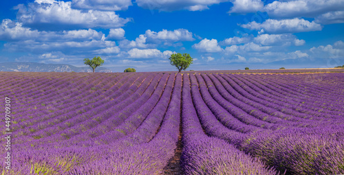 Nature landscape view. Wonderful scenery, amazing summer landscape of blooming lavender flowers, peaceful sunny scenic, agriculture. Beautiful nature inspiration background. France Provence, Valensole © icemanphotos