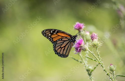 butterfly in thistle