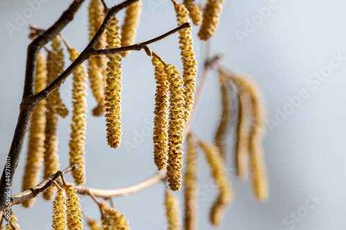 Blooming hazel in spring time.