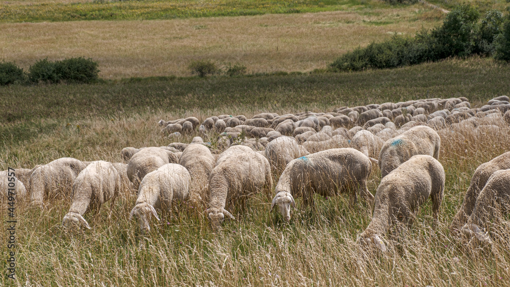 Flock of sheep feeding in a mountain meadow in Franconian Switzerlan; Schafherde beim fressen auf einer Bergwiese in der Fränkischen Schweiz Flock of sheep feeding in a mountain meadow in Franconian Switzerlan; Schafherde beim fressen auf einer Bergwiese in der Fränkischen Schweiz
