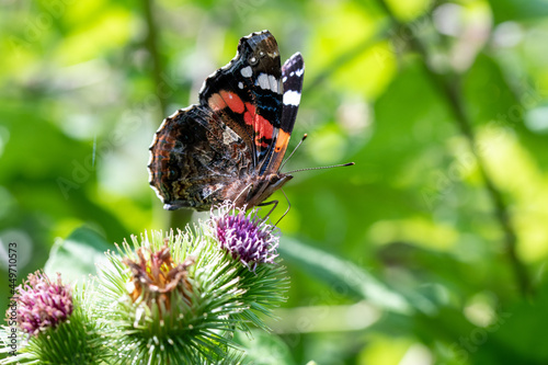 Red Admiral (Vanessa atalanta) butterfly pictured on thistle flower in sunlight