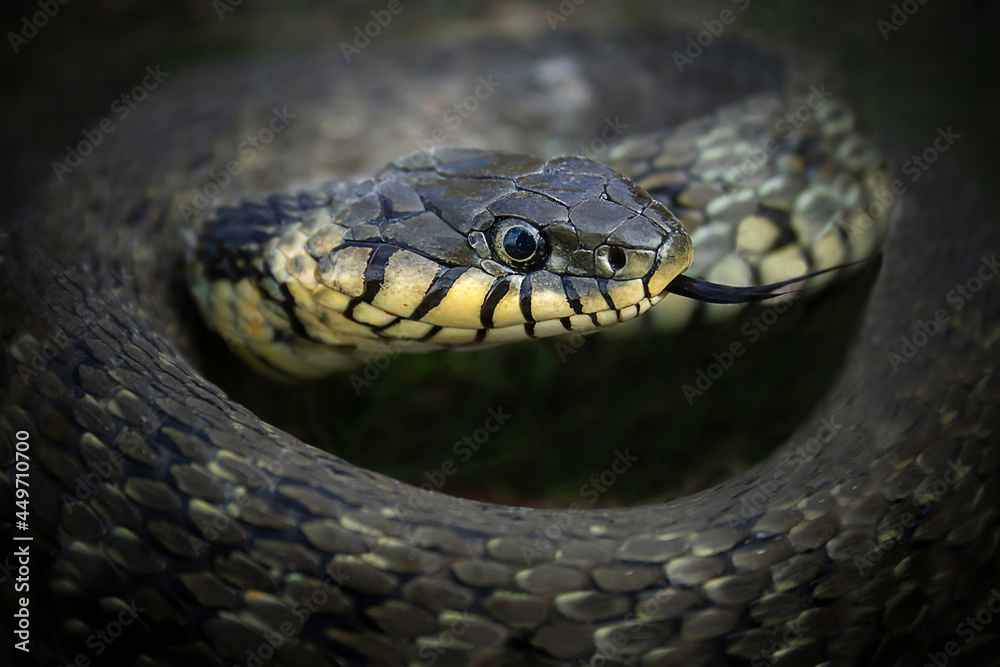 Obraz premium Snake, natrix natrix, head closeup.