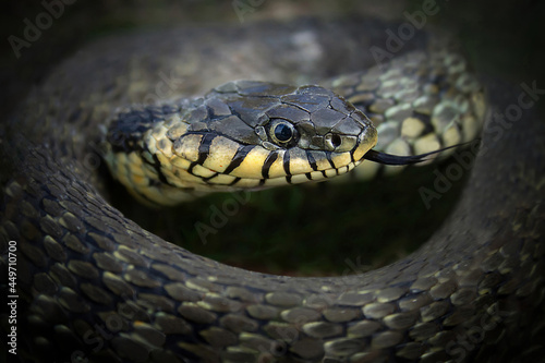 Snake, natrix natrix, head closeup.