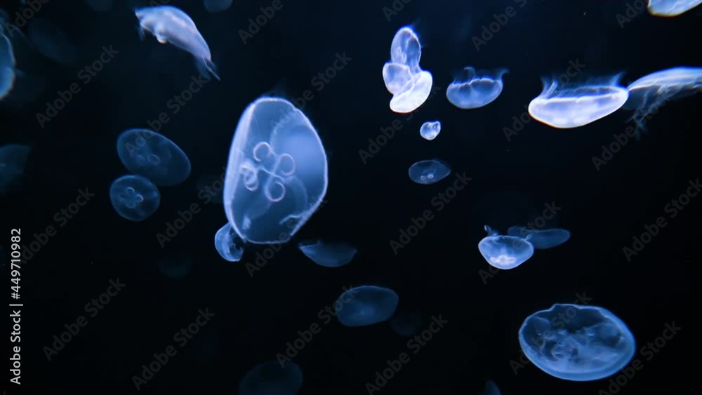 Beautiful fish in aquarium
