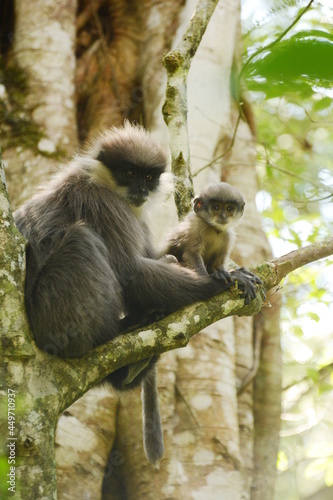 Female Montane Purple-faced Langur (Semnopithecus vetulus monticola) with offspring on a tree at the foot Hakgala Mountain in central Sri Lanka