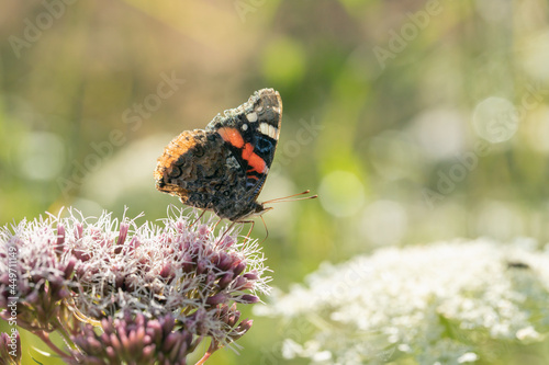 Red admiral butterfly (Vanessa atalanta) looking for nectar. 